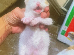 When Love for Animals Tests Love at Home