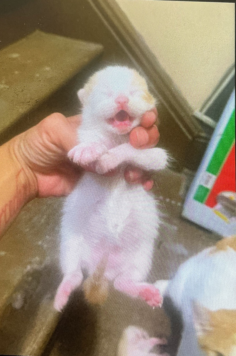 When Love for Animals Tests Love at Home