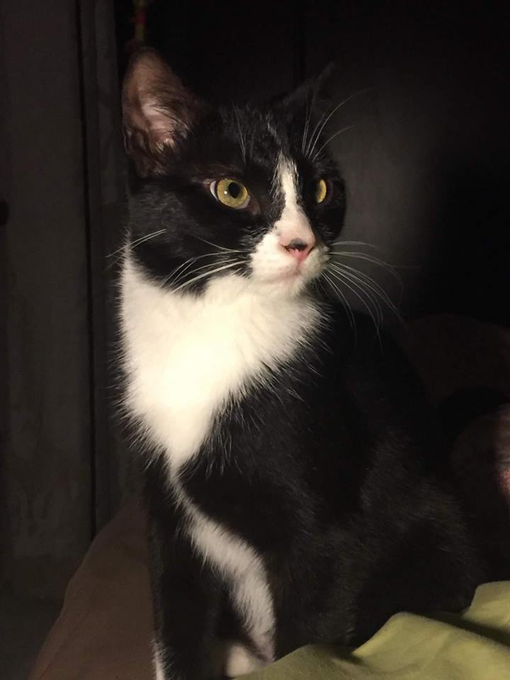 à Combien De Km Entend Un Chat SPA de Nîmes et du Gard
