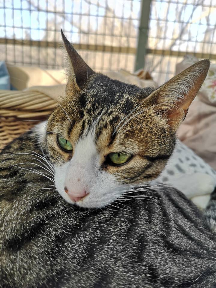 à Combien De Km Entend Un Chat SPA de Nîmes et du Gard