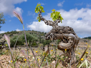 SOTO Y MANRIQUE, VINOS DE CEBREROS