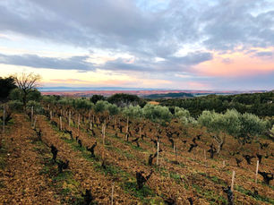 ASEGINOLAZA & LEUNDA, PASIÓN POR LA GARNACHA NAVARRA