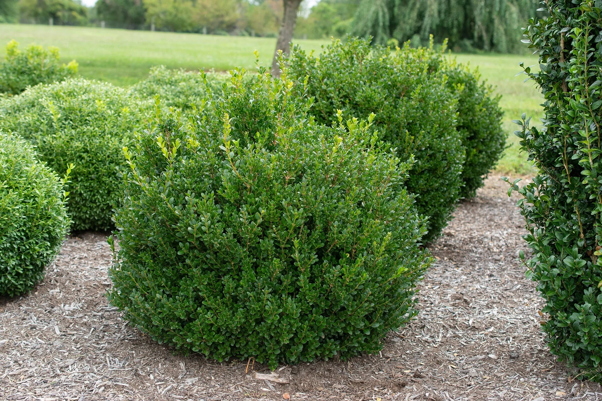 little missy boxwood