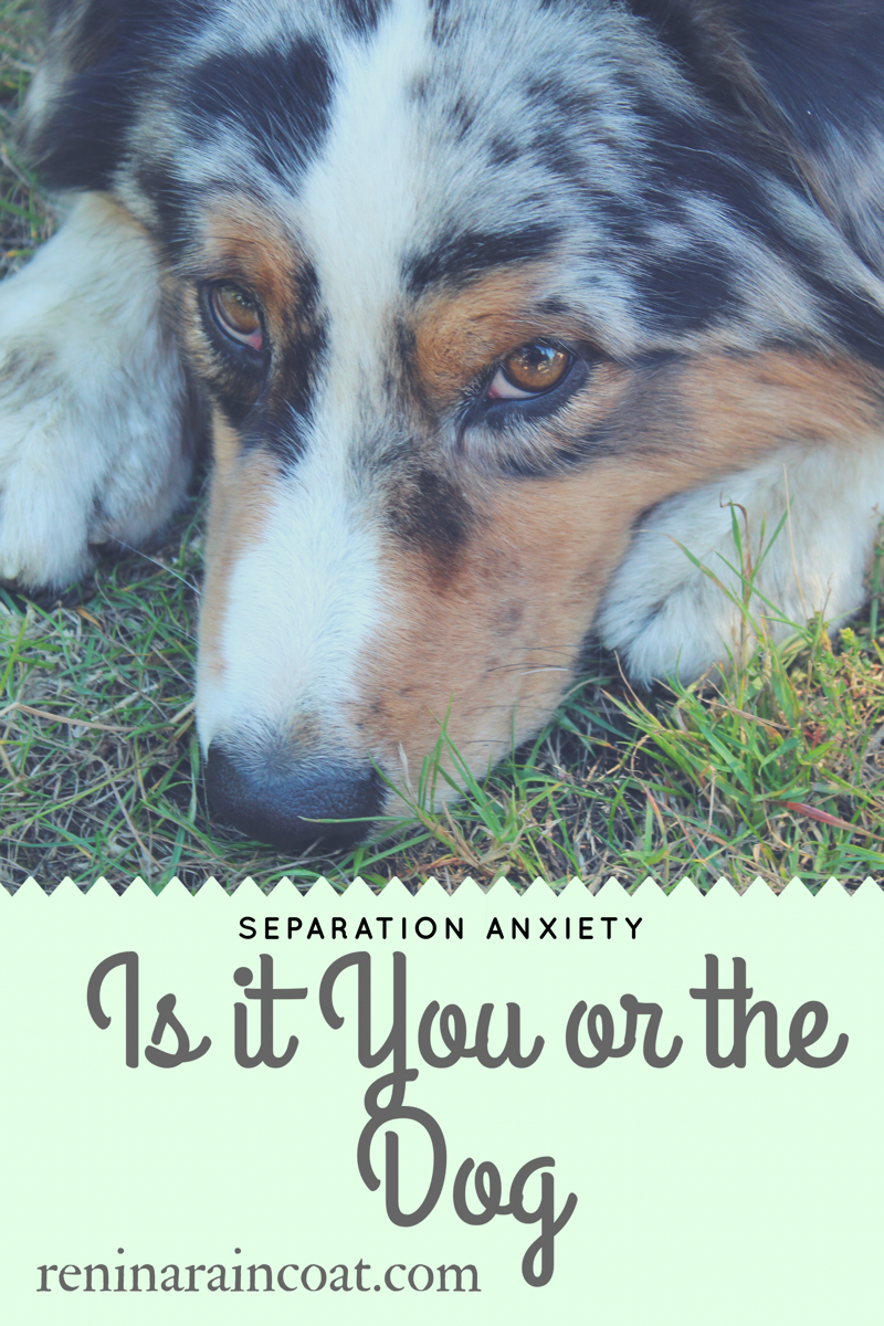 Separation Anxiety: Is it you or the Dog?