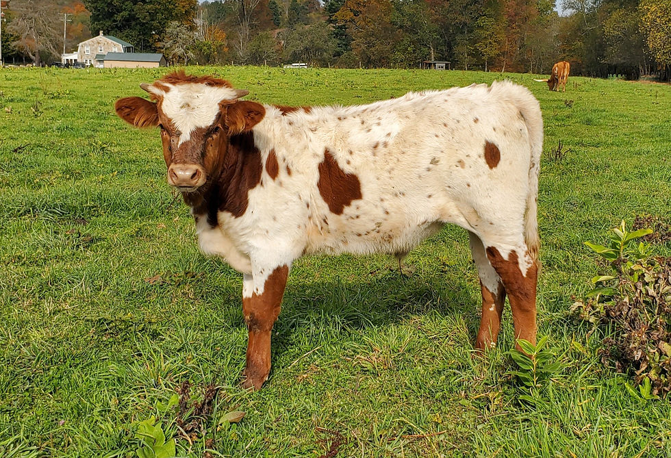 M.C. Autumn '24 Bull