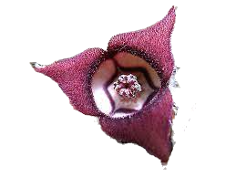 download_edited.png