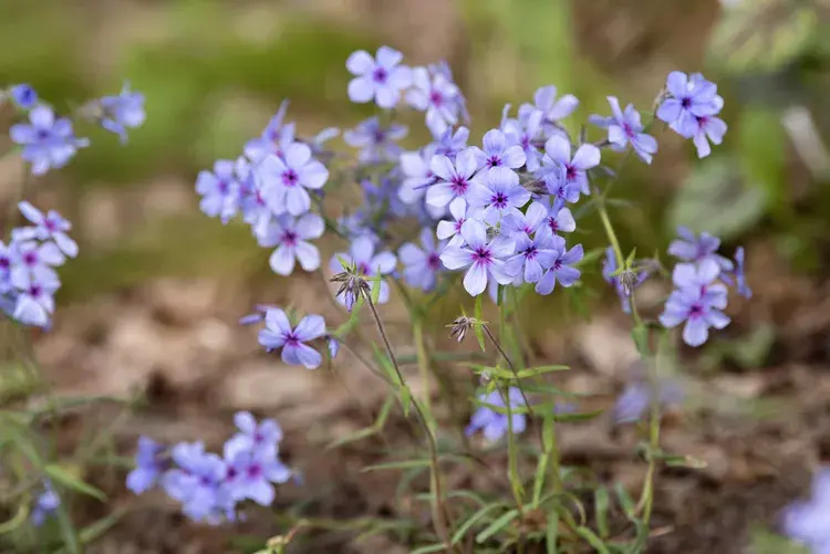 woodland-phlox-profile-4125739-hero-e14c43d96269413ebb82f4d8f1e847dc.webp