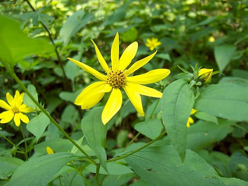 Pale-leaved+Sunflower+(Helianthus+strumosus).jpeg