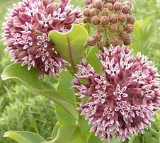 asclepias_syriaca.webp