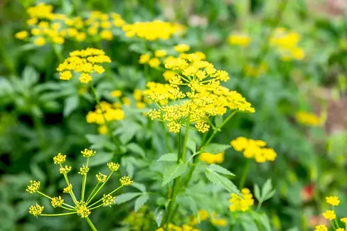 growing-golden-alexander-5111951-hero-2a4f03a25bdd423780656a8a248693ad.webp