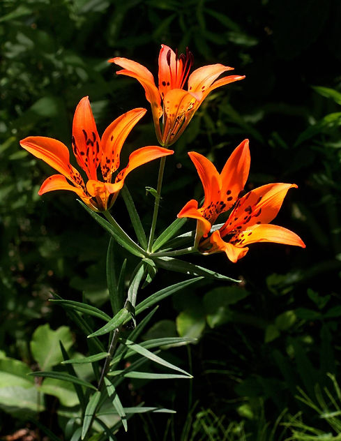Lilium_philadelphicum_7569er_1528902353.jpeg