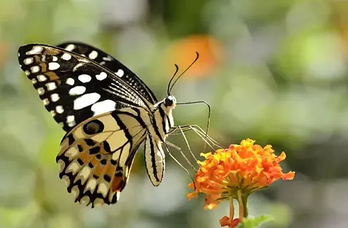 225313-004-DD48903C.webp