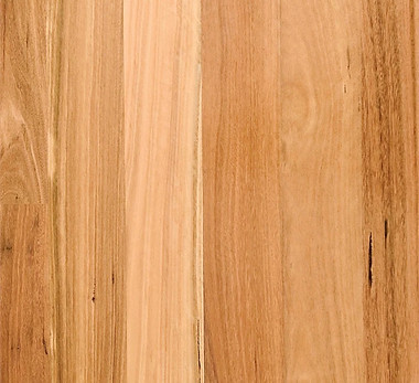 Blackbutt
