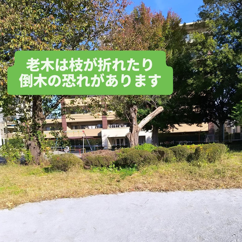 【11/4(火) 地元の公園の現場確認をいたしました🌳】
