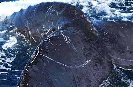 Humpback tail low qual.jpg