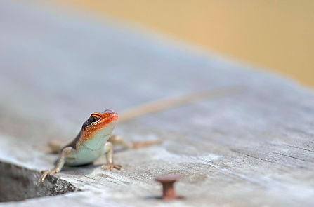 Lizard copy low qual.jpg