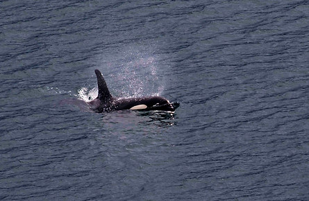 Killer whale.jpg