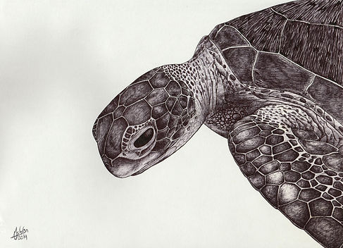 Turtle 4 edit.jpg
