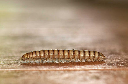 Millipede 2 copy low qual.jpg