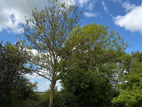 Is Your Ash Tree a "Late Bloomer"? Why Now is the Time to Look Up