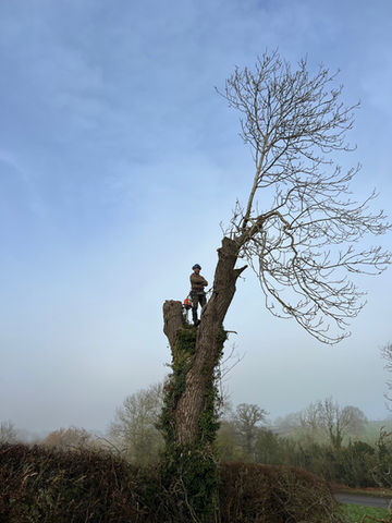 This road side ash was very diseased.  We removed all branches and left the main trunk, this will become valuable habitat. 