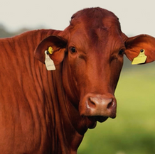Norte Show reúne genética de ponta e reforça protagonismo de Mato Grosso na pecuária nacional