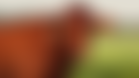 Norte Show reúne genética de ponta e reforça protagonismo de Mato Grosso na pecuária nacional