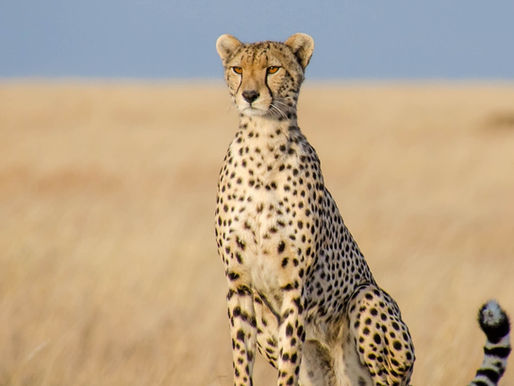 Cheetah in Africa