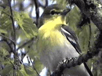 Yellow Vireo