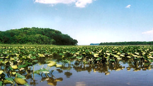 Stafford County uses TDR program to grow Crow’s Nest preserve by more than a third
