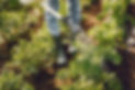 woman-hat-holding-funnel-works-garden.jpg