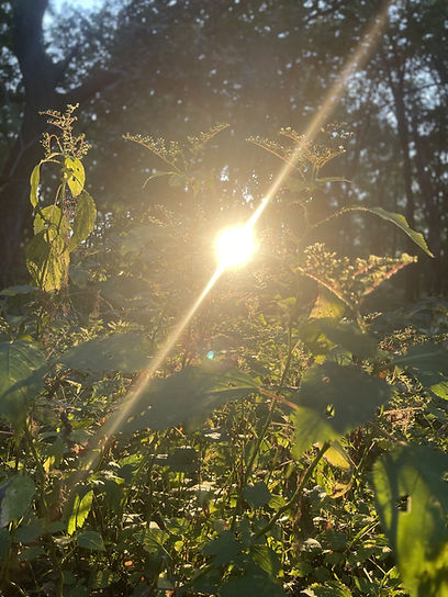 Sunshine.jpg