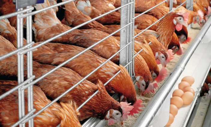 Poultry farming project