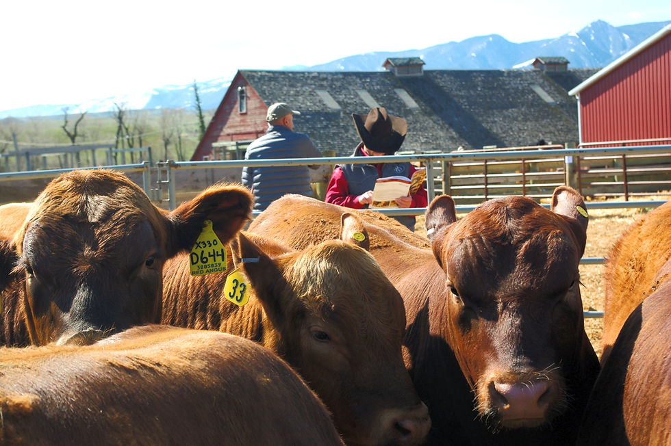 Sale Bulls