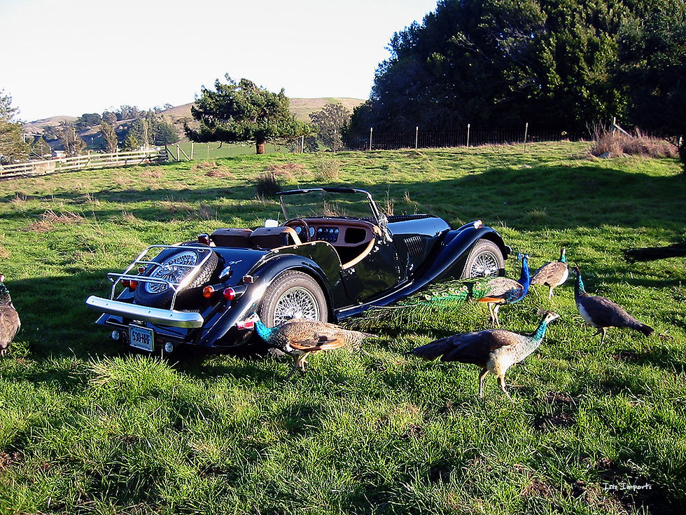 Peacocks with Morgan Car