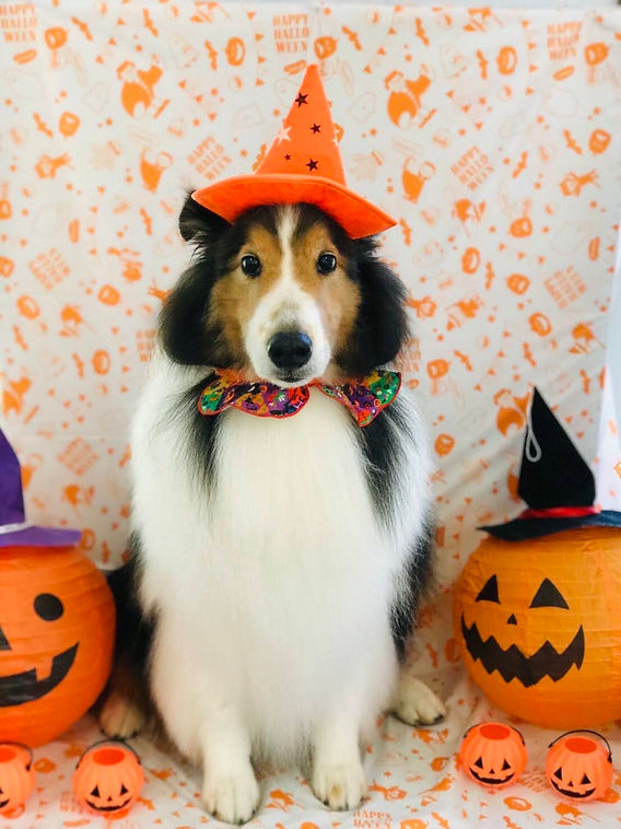 イヌハリゴン ハロウィン ハロウィン犬