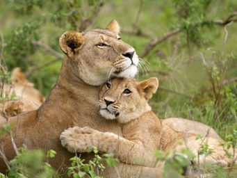 Parent-Pleasing