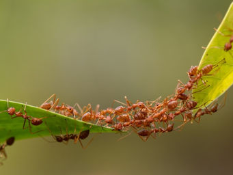 Cooperation