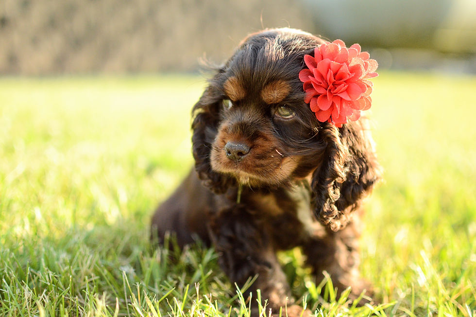 Thumbnail: Cocker Spaniel Puppy For Sale