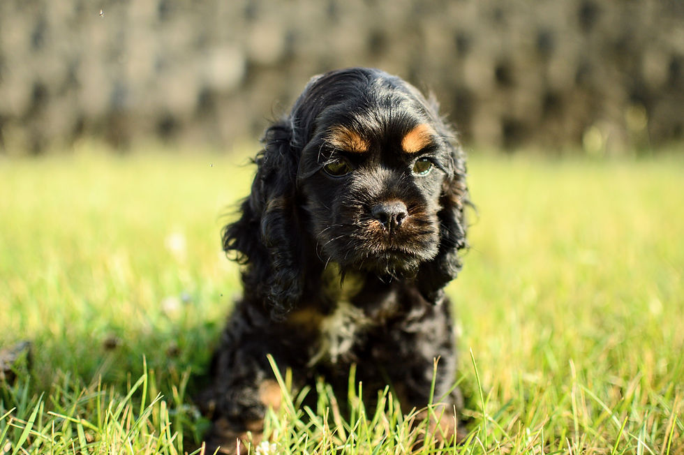 Cocker Spaniel Puppy For Sale