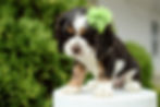Thumbnail: Cocker Spaniel Puppy For sale