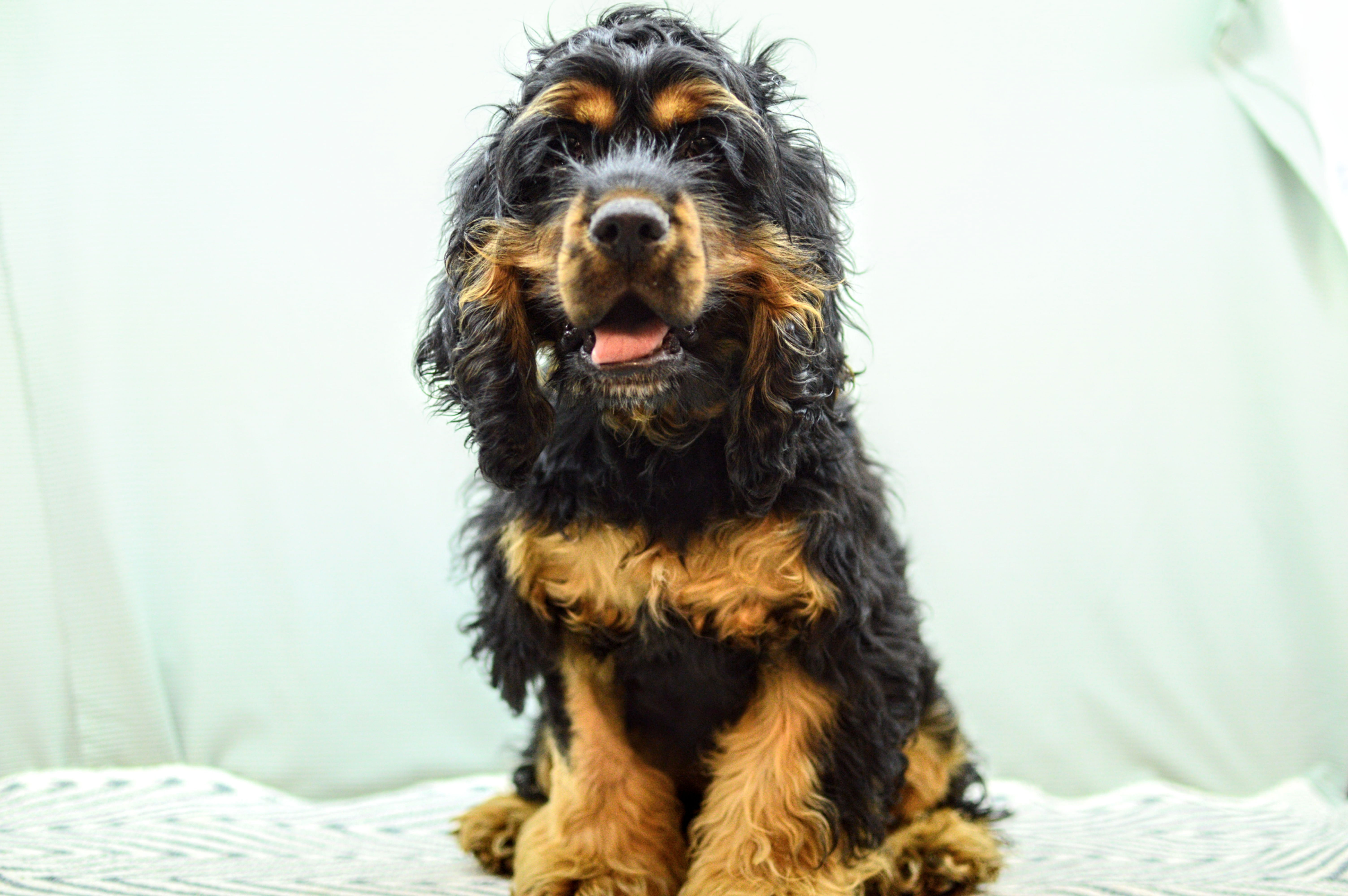 Cocker Spaniel Puppy for Sale