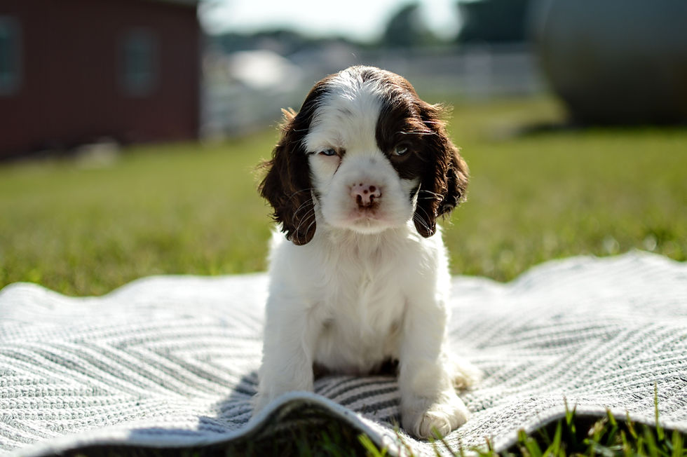 Cocker Spaniel Puppy For Sale