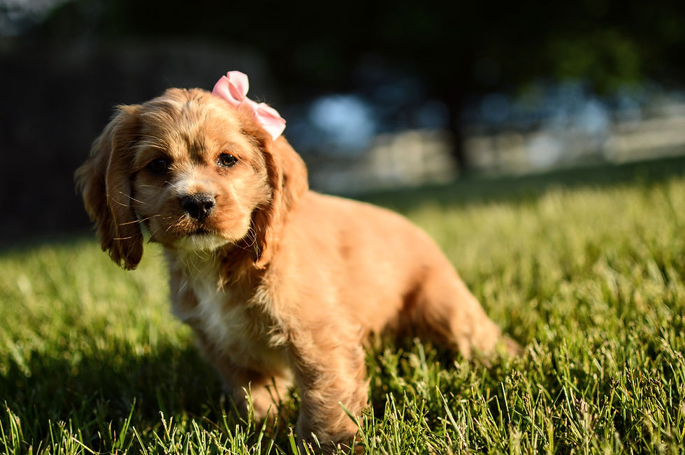 Thumbnail: Cocker Spaniel Puppy For Sale
