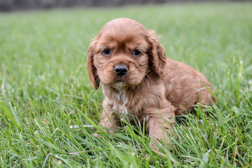 Thumbnail: Cocker Spaniel Puppy For Sale
