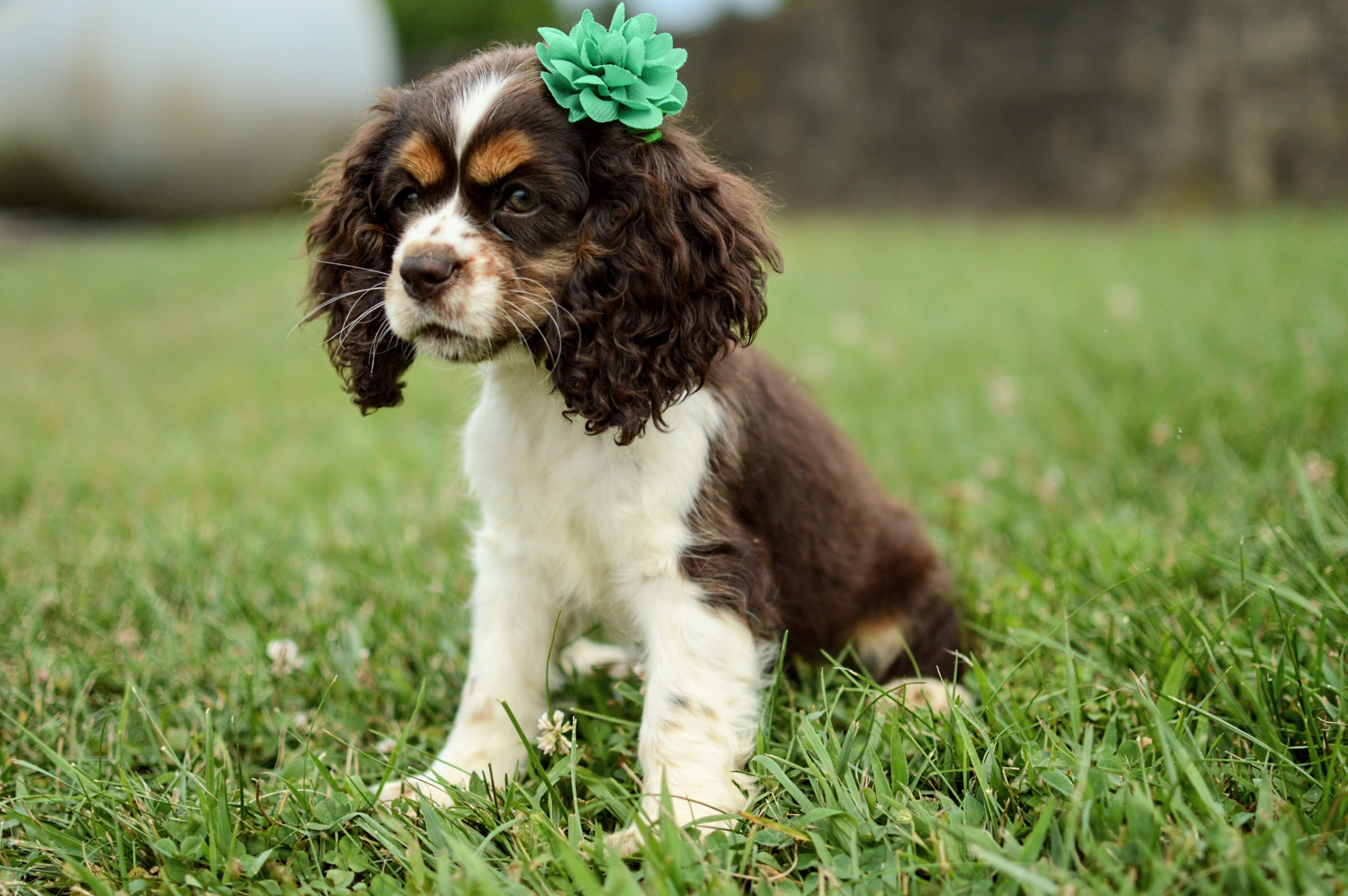 Cocker Spaniel Puppy For Sale