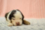 Cocker Spaniel Puppy For Sale