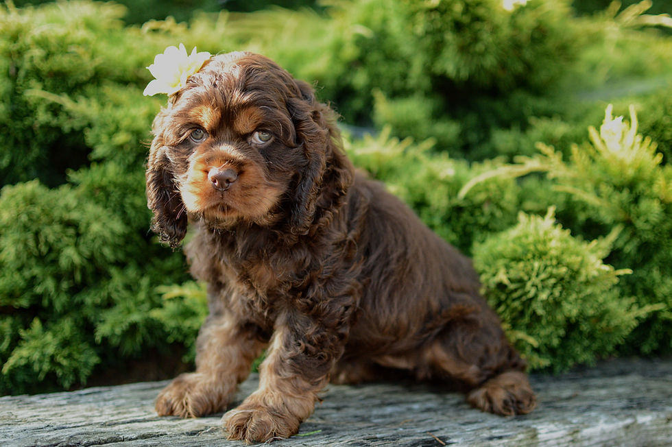 Thumbnail: Cocker Spaniel Puppy For Sale
