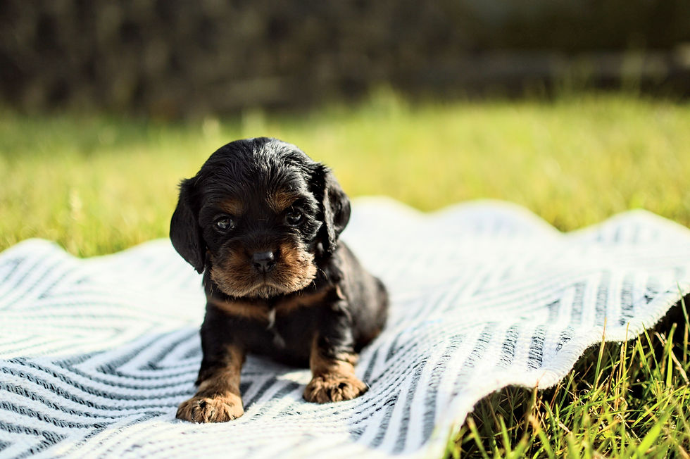 Thumbnail: Cocker Spaniel Puppy For Sale