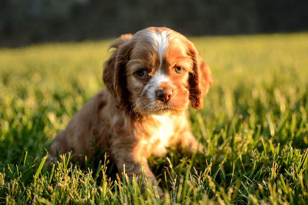 Thumbnail: Cocker Spaniel Puppy For Sale